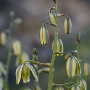 Albuca namaquensis